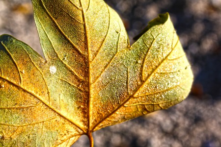 *HERBST* 